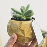 ECHE POTS Dino Pot (Small) Hemp & Coconut Fibre