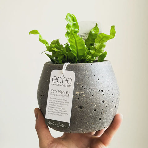 ECHE POTS Koala Pot (Small) Hemp & Coconut Fibre