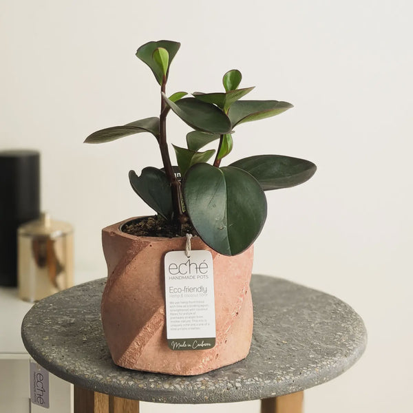 ECHE POTS Swirl Pot - Hemp & Coconut Fibre