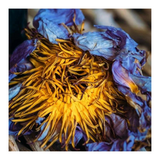 RITUAL Blue Lotus Flowers 10g